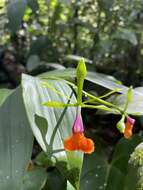 Image of False Epidendrum Epidendrum