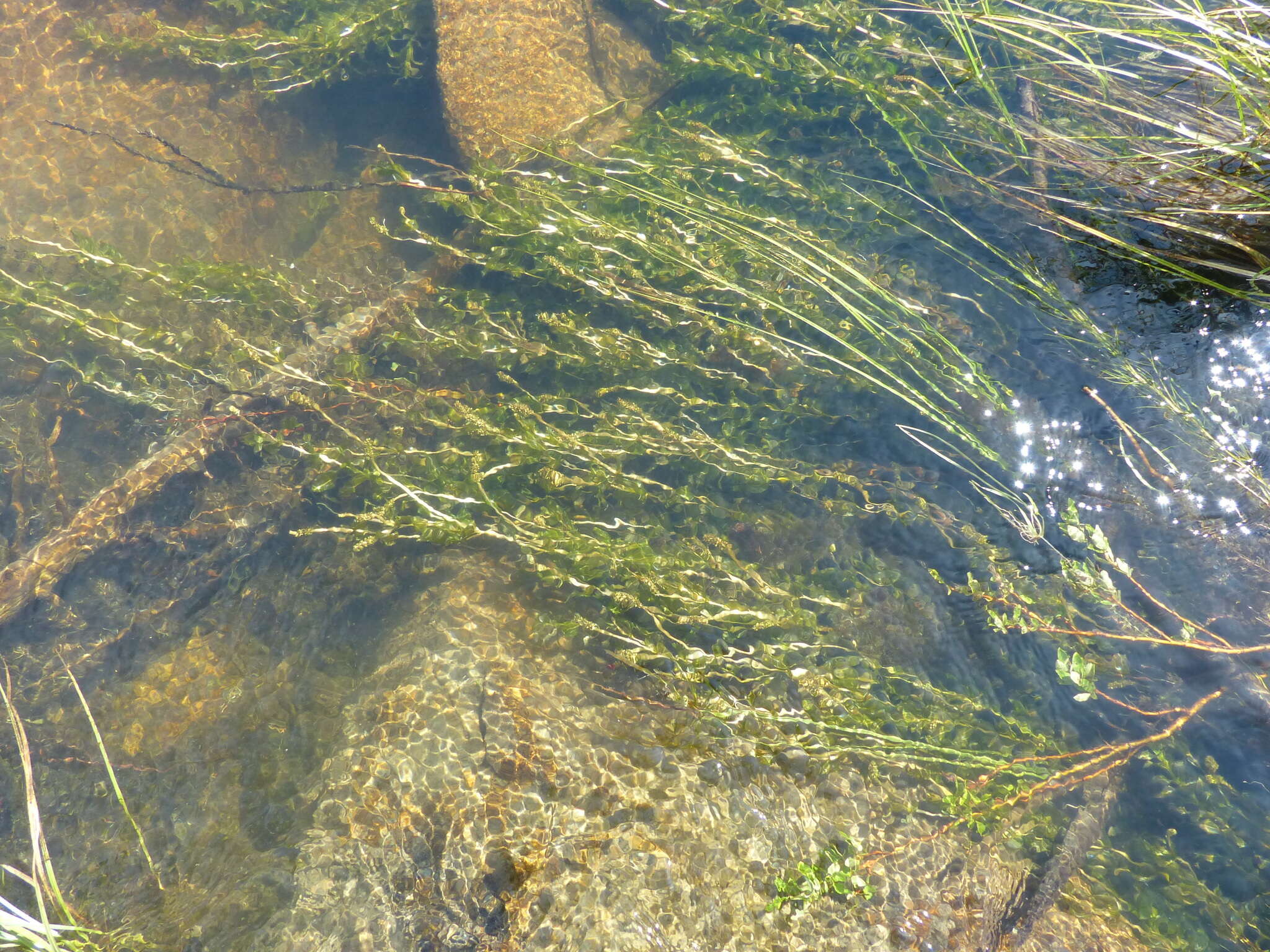 Image of Richardson's pondweed