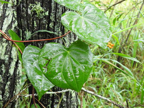 Image de Sarcopetalum harveyanum F. Müll.