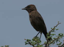 Image of Ant-eating Chat