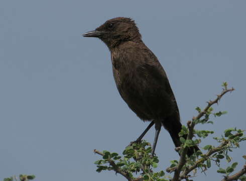 Image of Ant-eating Chat