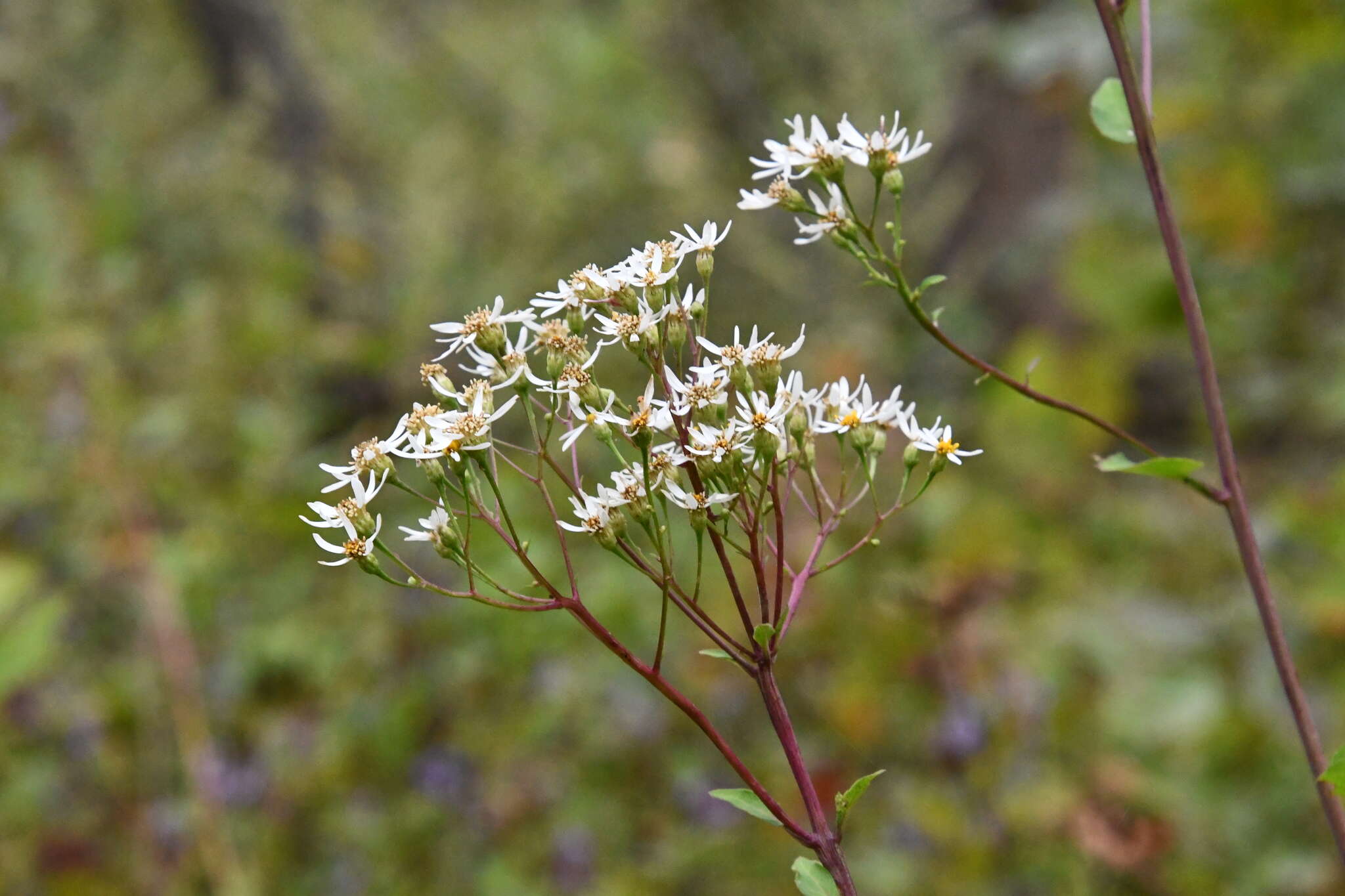 Image of Edible aster