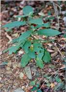 Image de Solanum polygamum Vahl