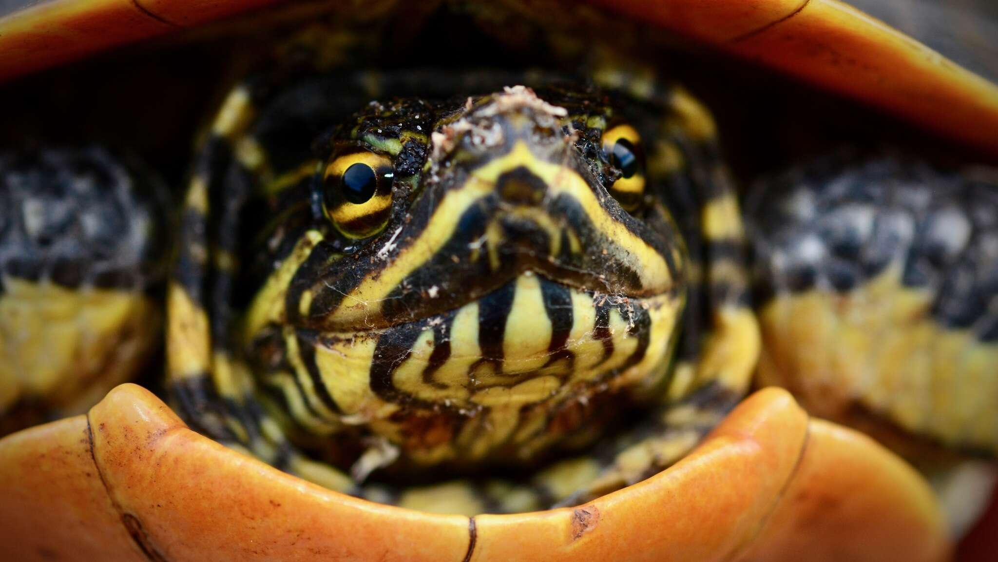 Imagem de Deirochelys reticularia chrysea Schwartz 1956