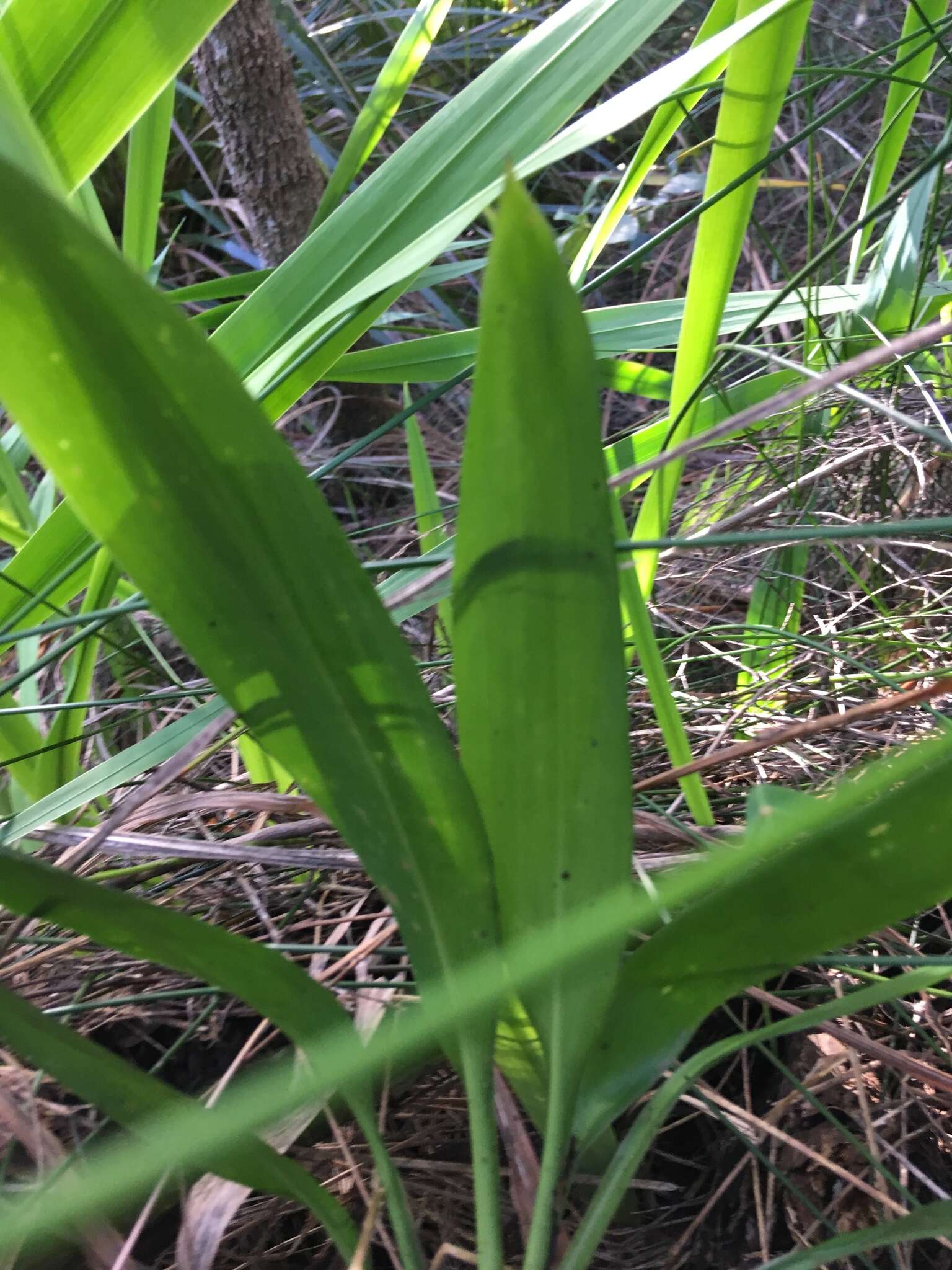 Imagem de Cordyline rubra Otto & A. Dietr.