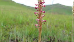 Image of Satyrium longicauda var. jacottetianum (Kraenzl.) A. V. Hall