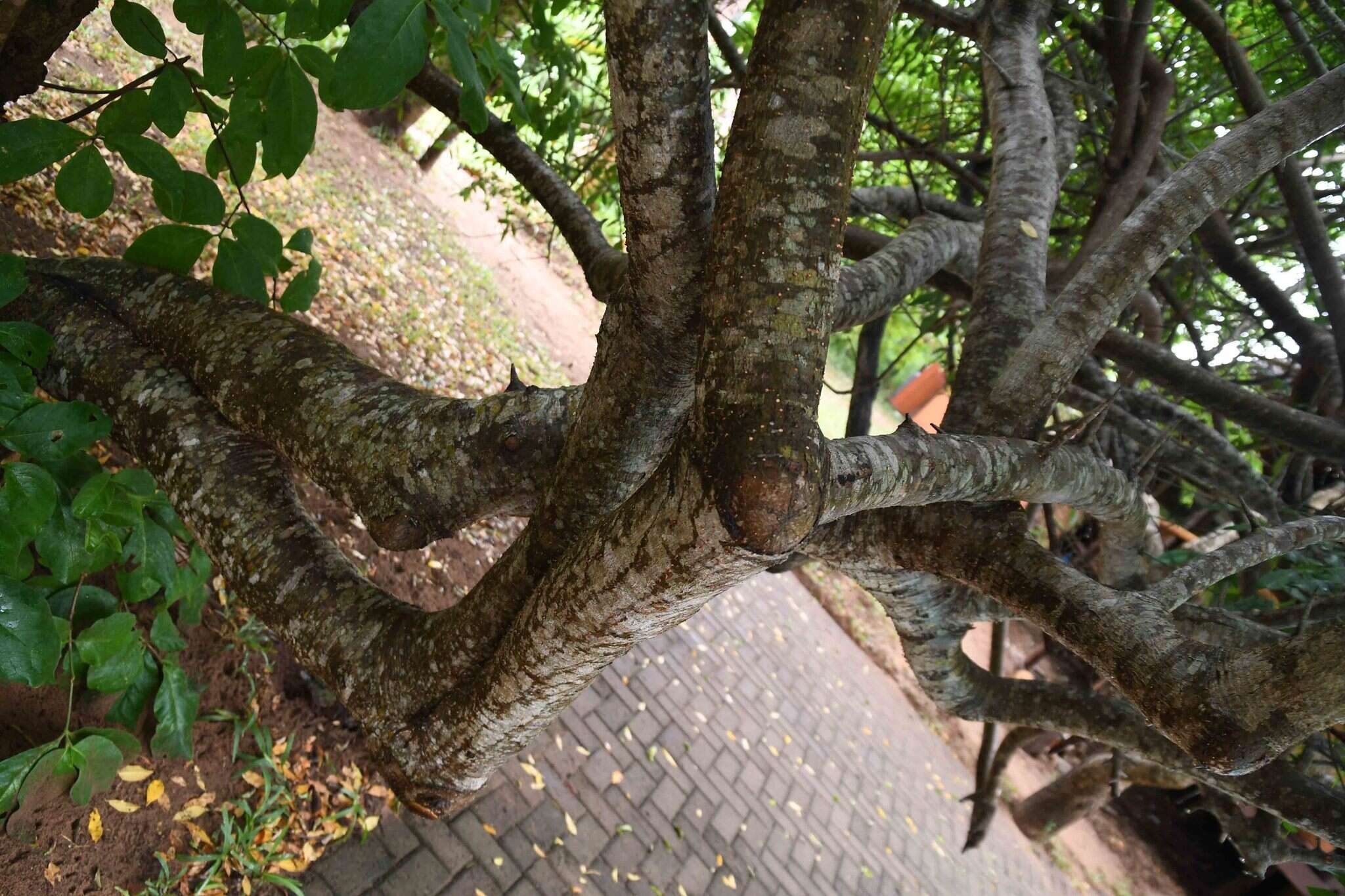 Image of Commiphora schlechteri Engl.