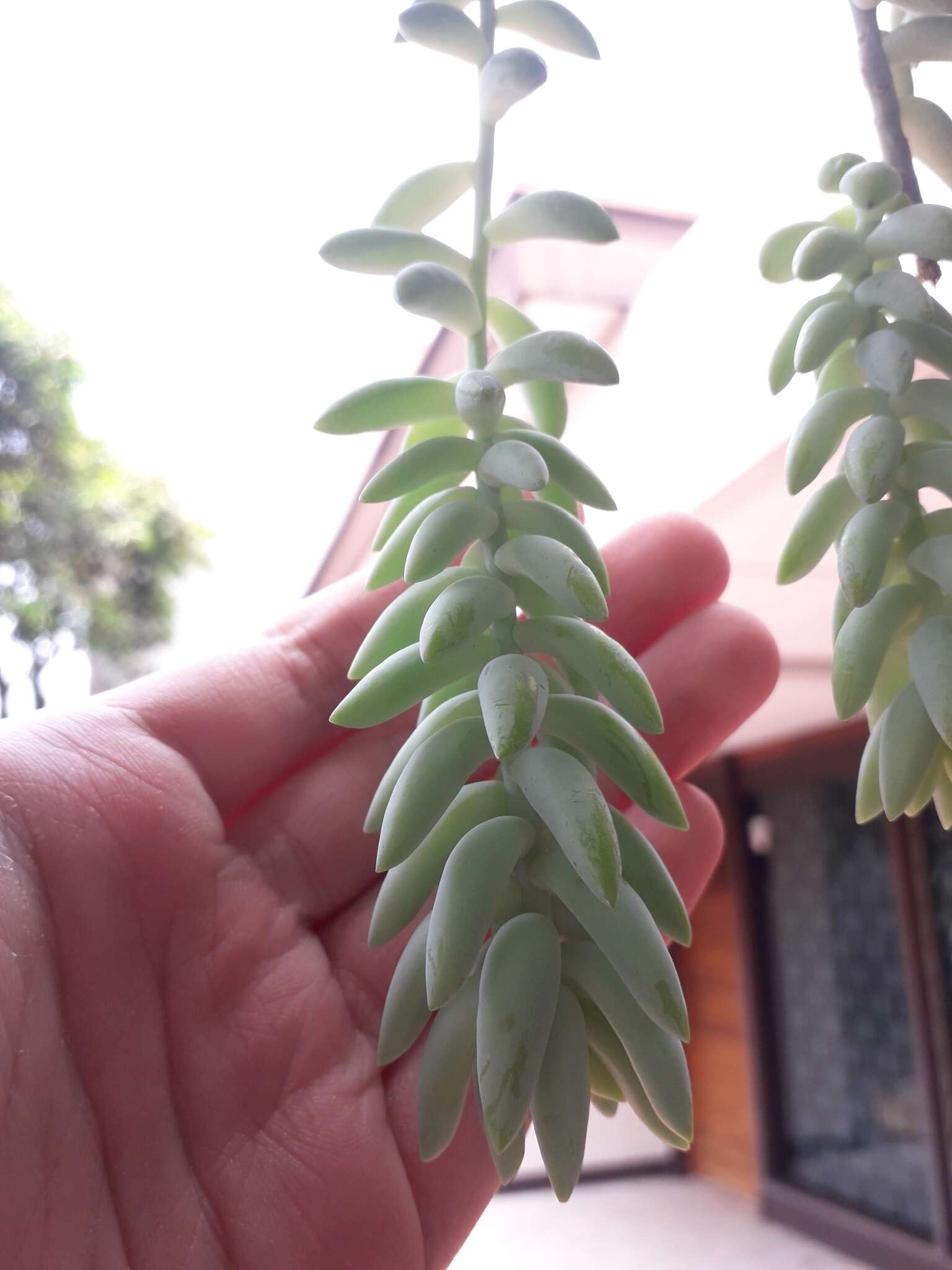 Image of Sedum morganianum Walther