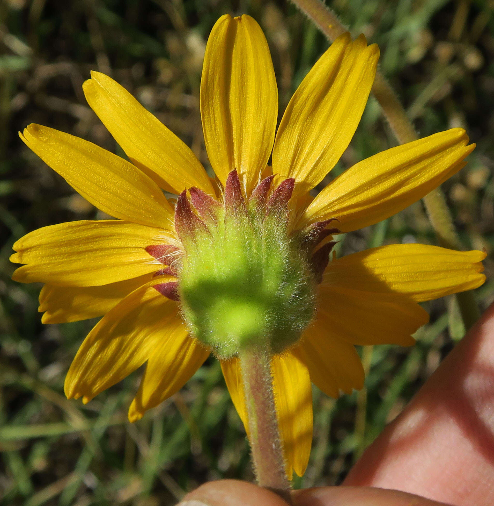 Image de Arnica sororia Greene