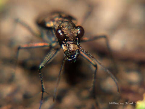 Image of Cylindera (Ifasina) disjuncta (Dejean 1825)