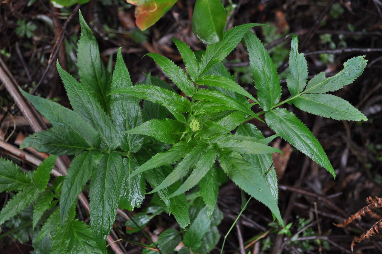 Image of White Elderberry