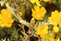 Image of Oedera humilis (Less.) N. G. Bergh