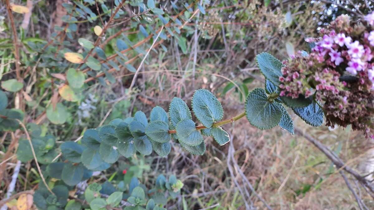 Image of Lippia rotundifolia Cham.