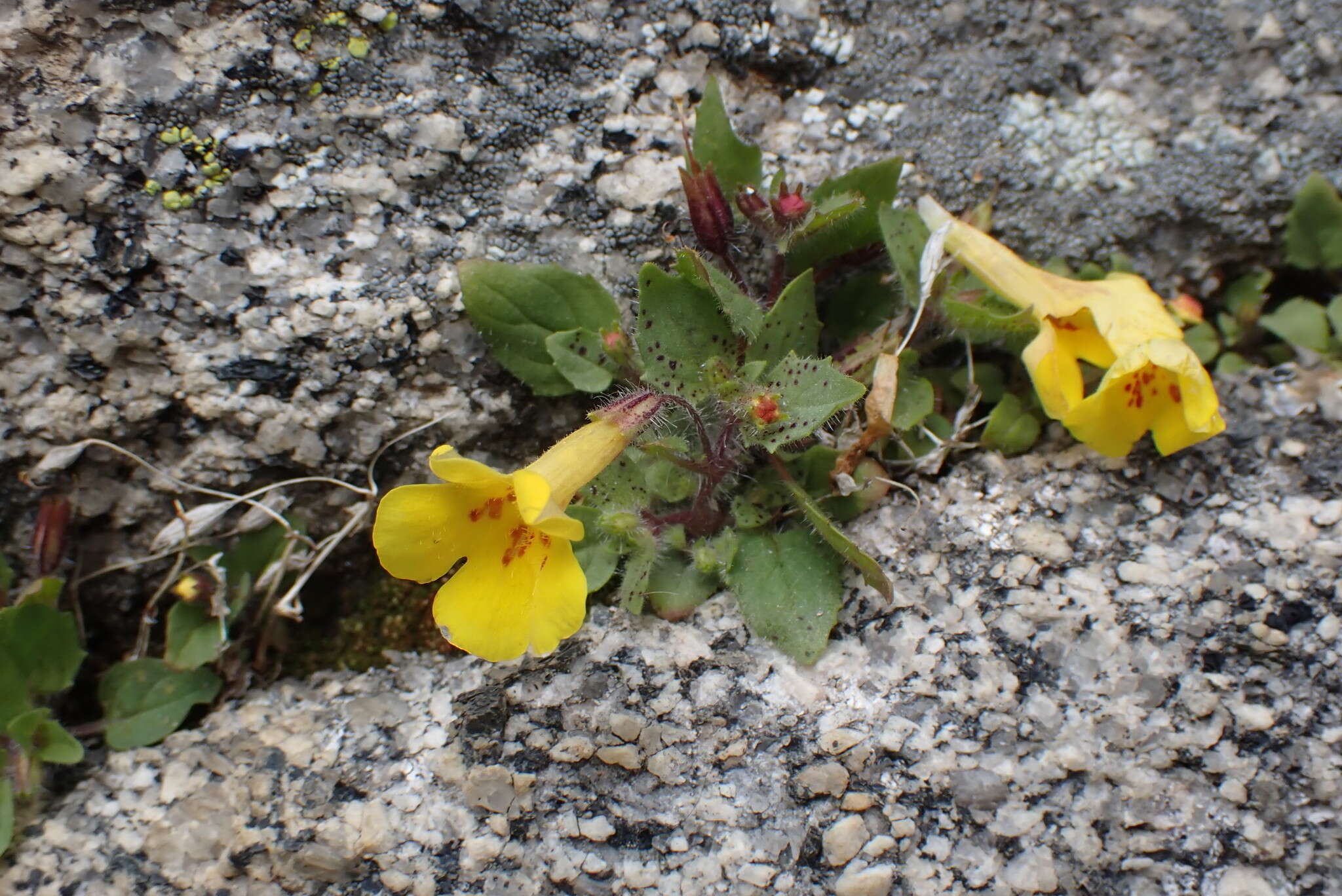 Image of Dudley's monkeyflower