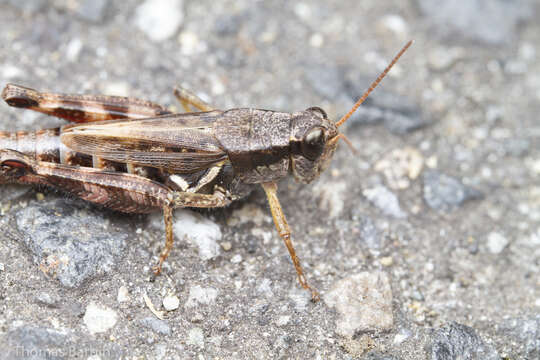 Image of Huckleberry Grasshopper