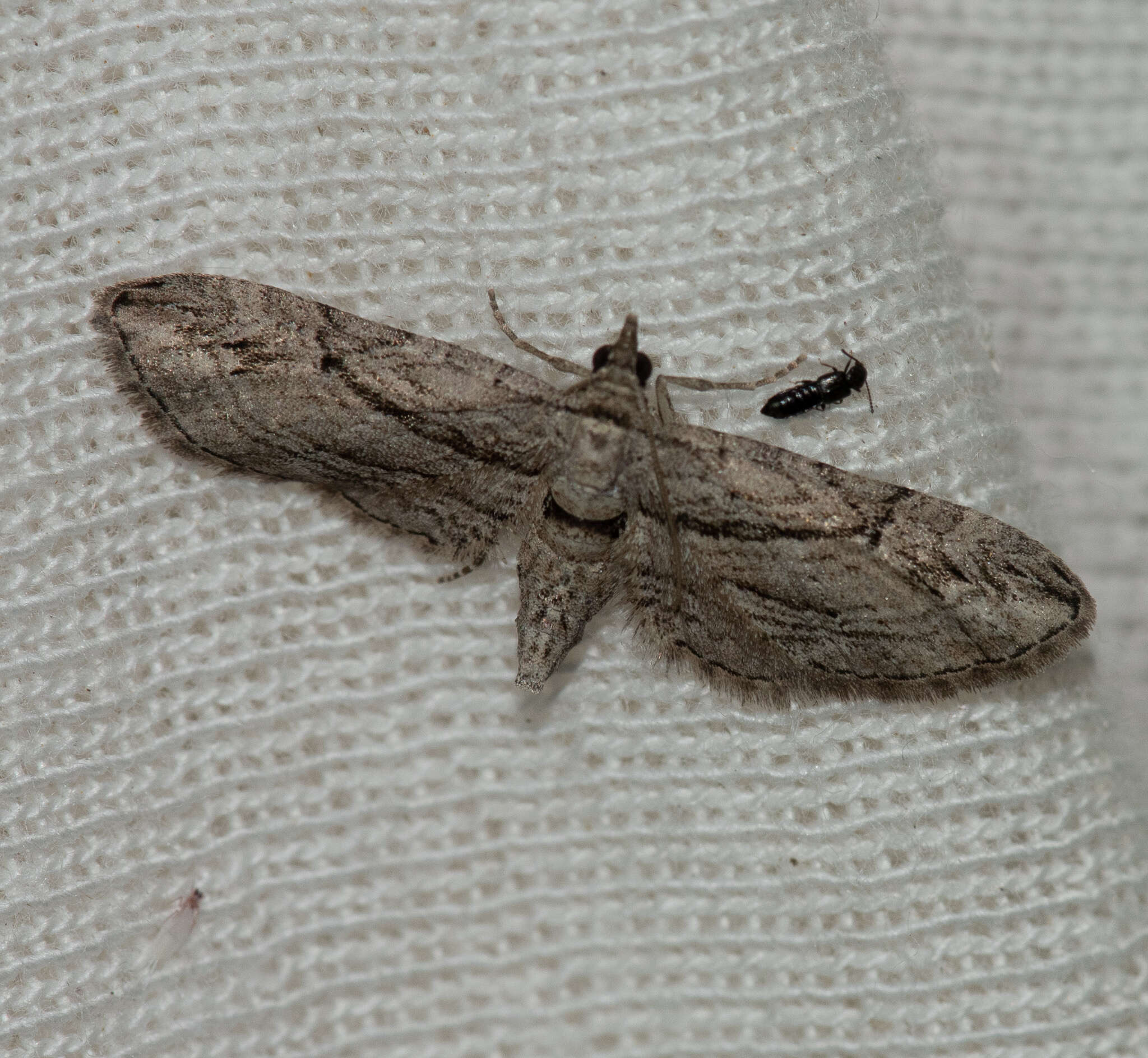 Слика од Eupithecia phoeniceata Rambur 1834