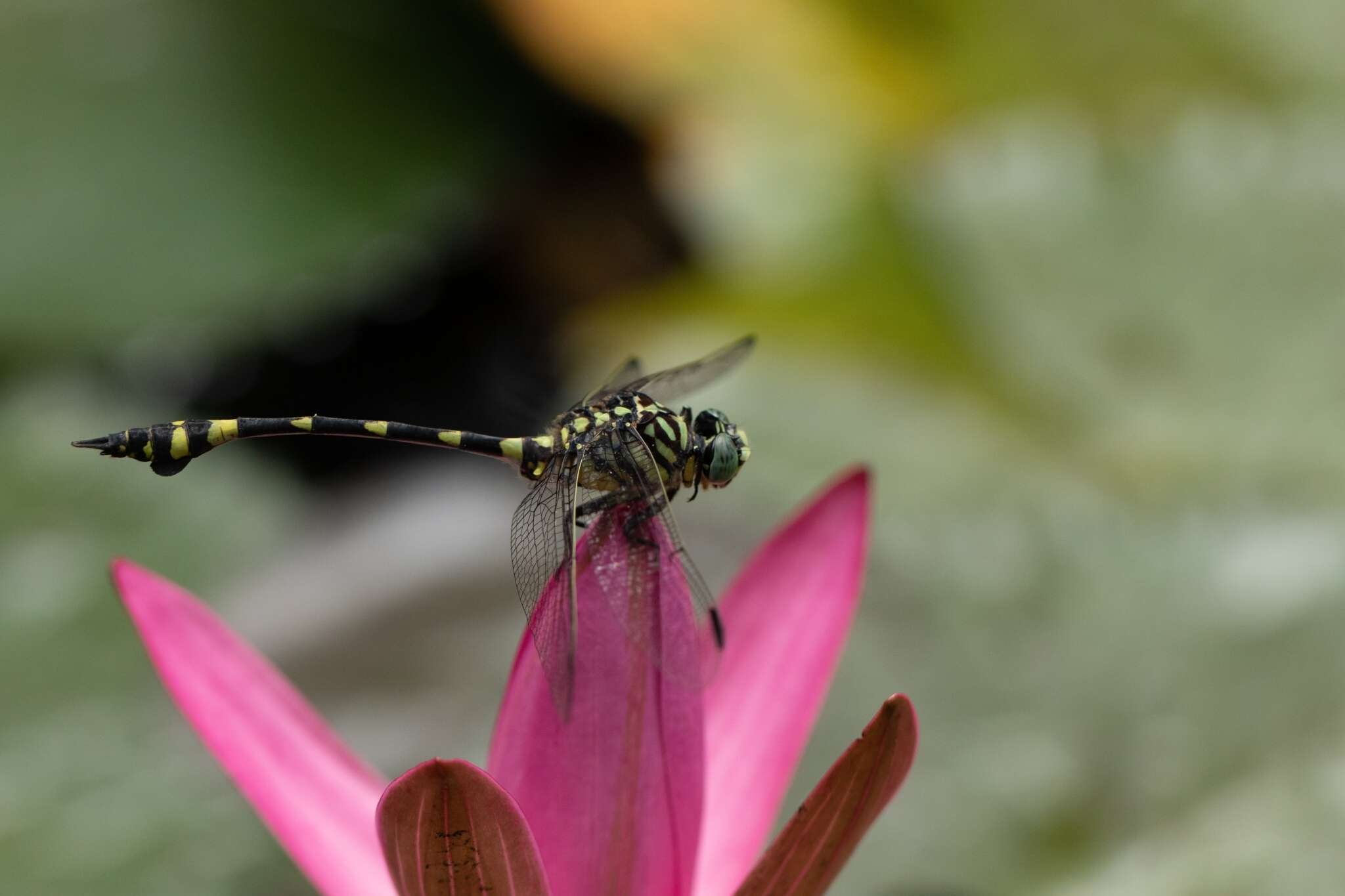 صورة Ictinogomphus australis (Selys 1873)