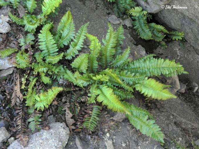 Image of Austroblechnum microphyllum (Goldm.) Gasper & V. A. O. Dittrich