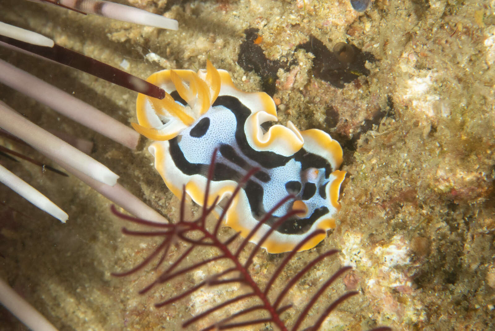 Image of Chromodoris michaeli Gosliner & Behrens 1998