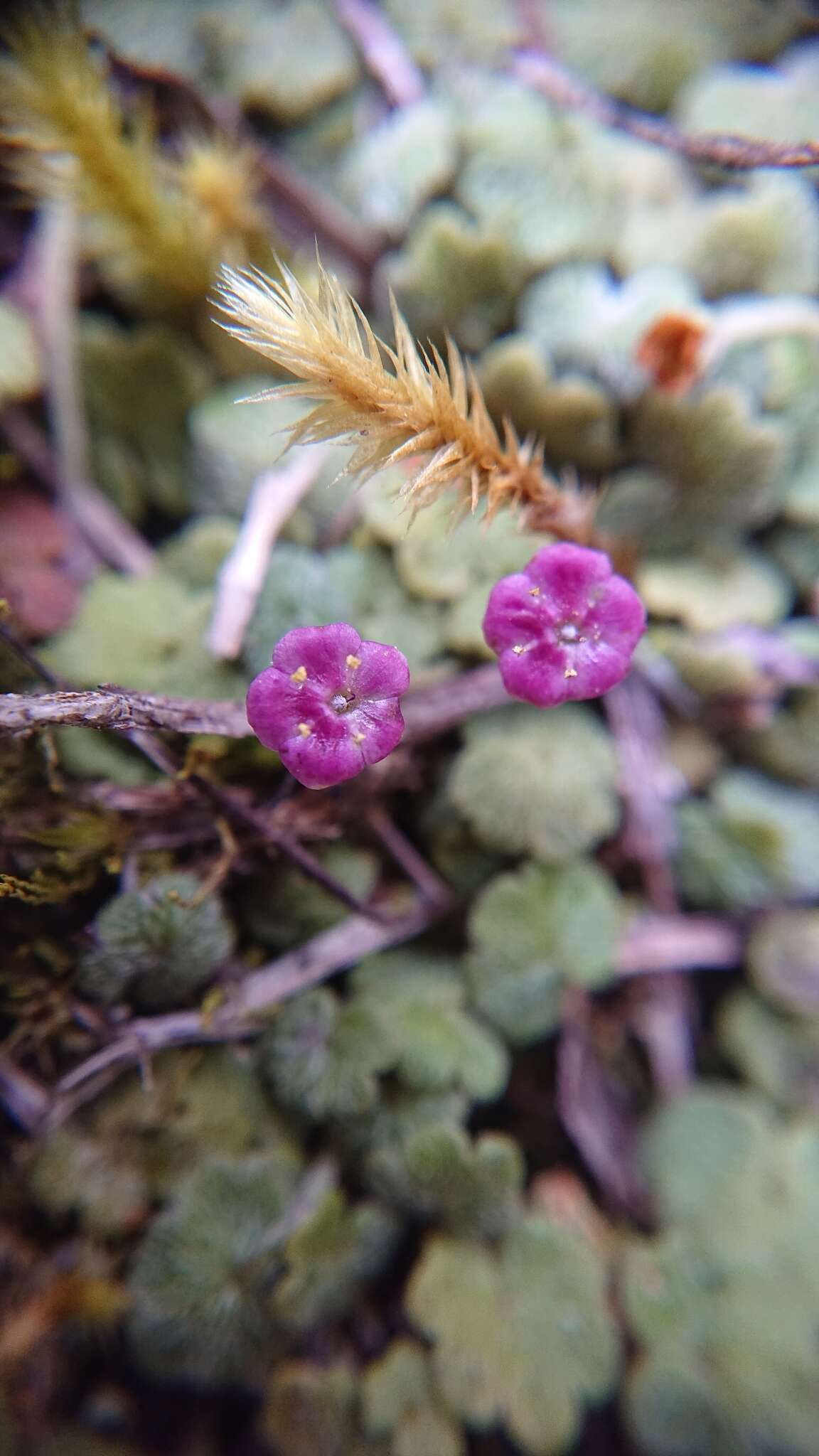 Sibthorpia repens (Mutis ex L.) Kuntze resmi