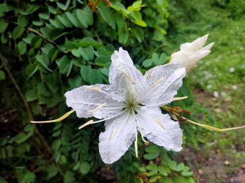 Image of Bauhinia winitii Craib