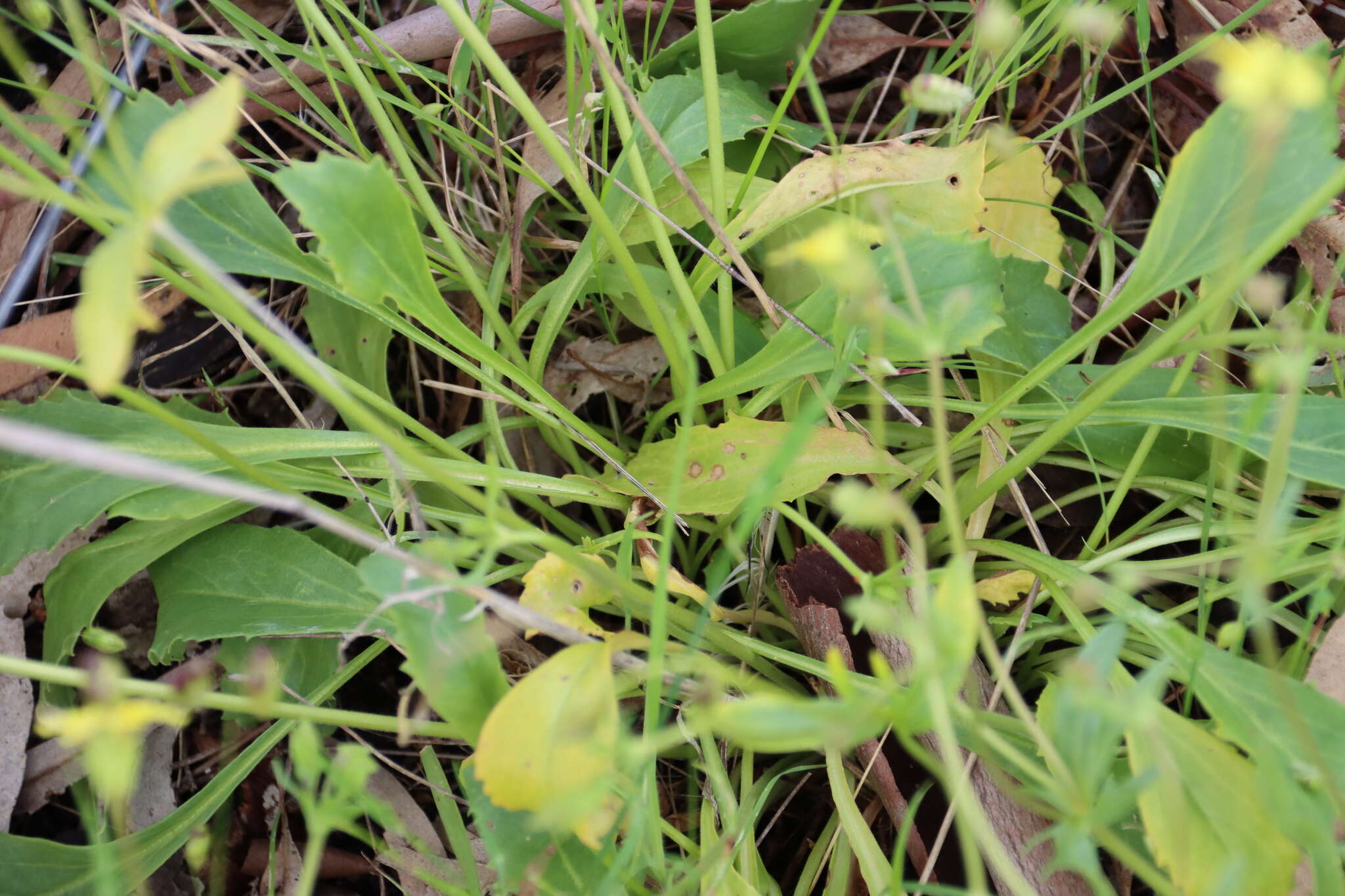 Image of Goodenia paradoxa