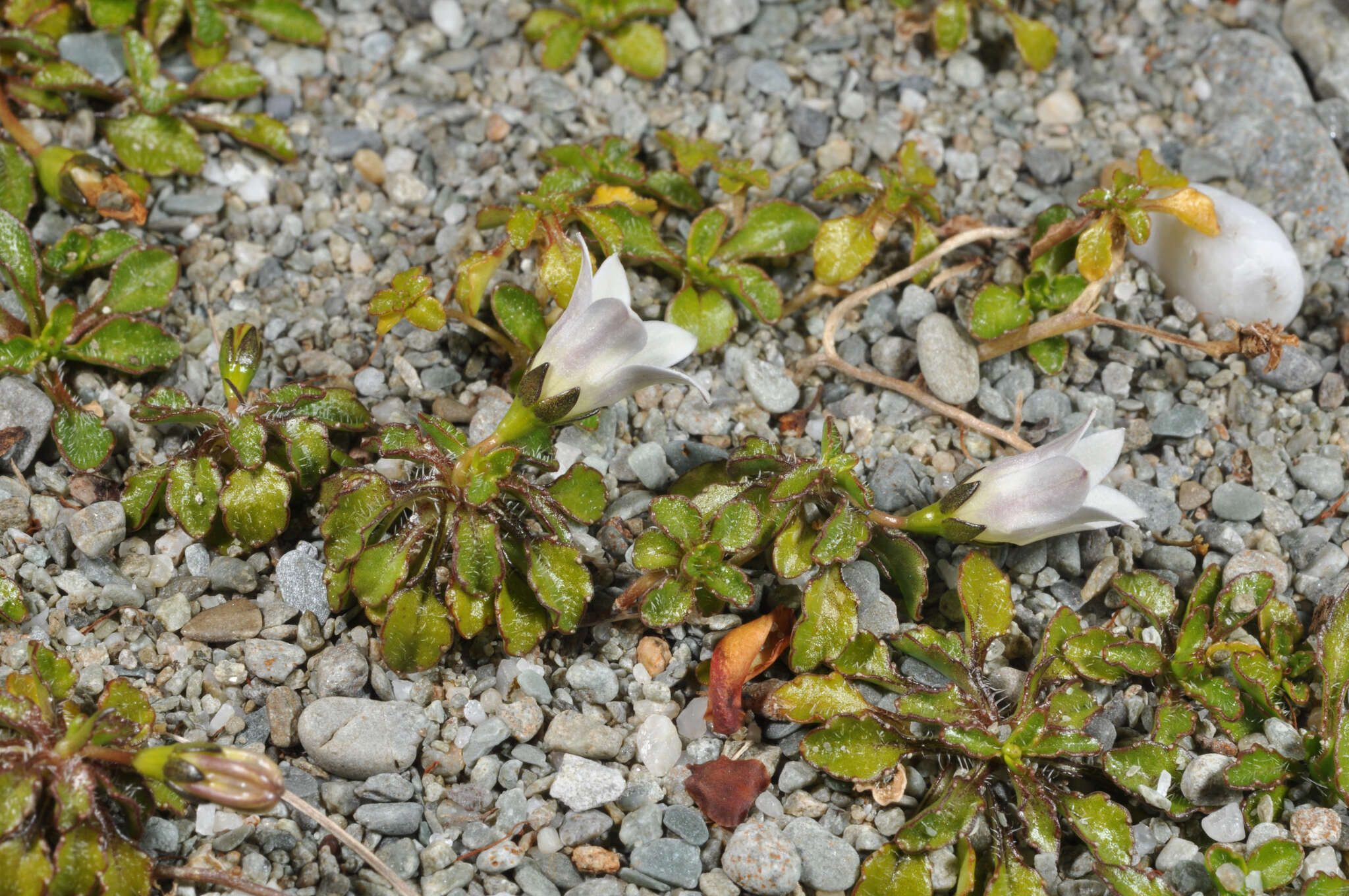 Image of Wahlenbergia congesta (Cheeseman) N. E. Br.