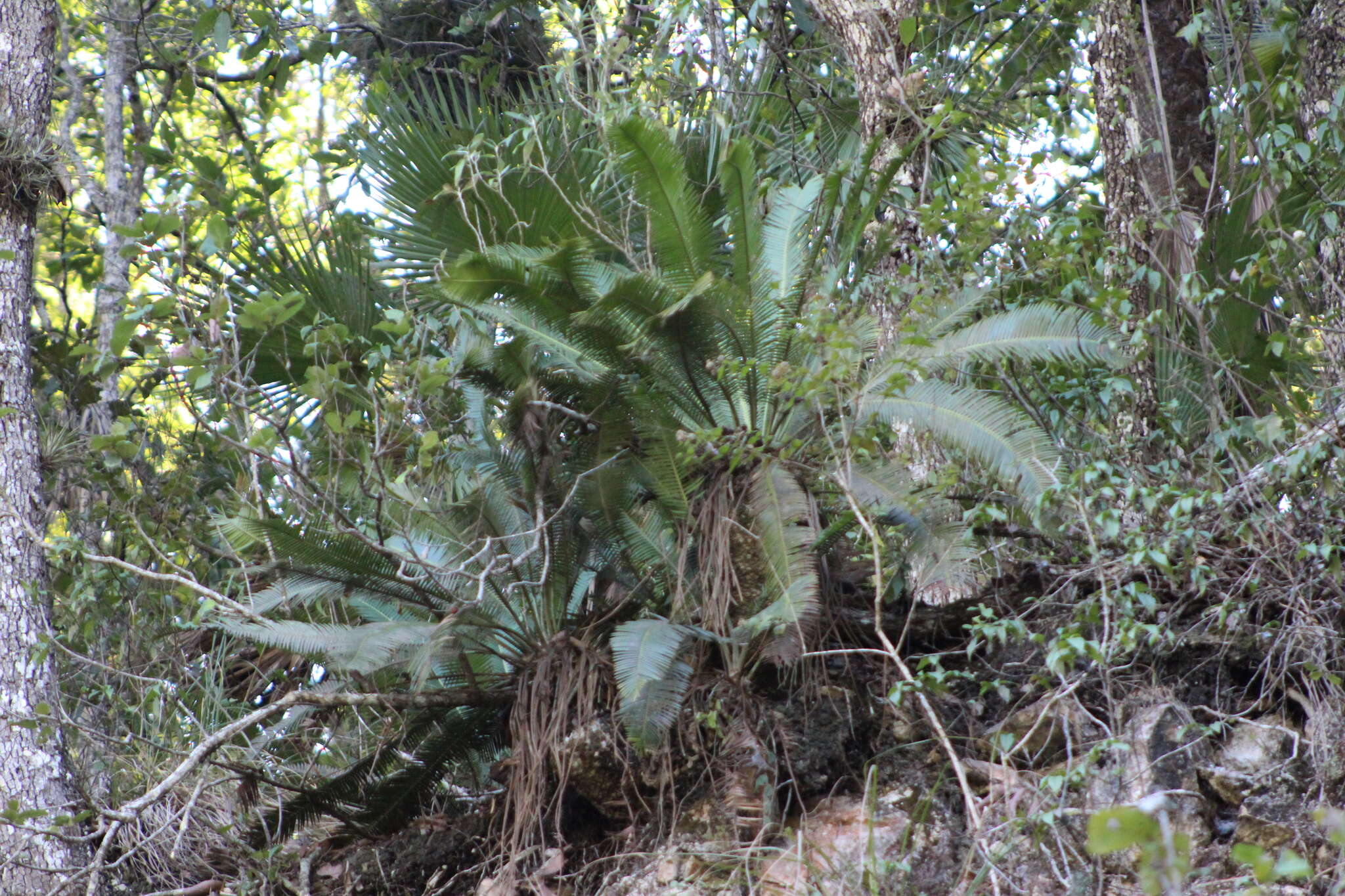 Image of Chestnut Dioon