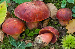 Image of Dupain's Bolete