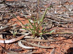 Plancia ëd Pentameris airoides (Nees) Steud.