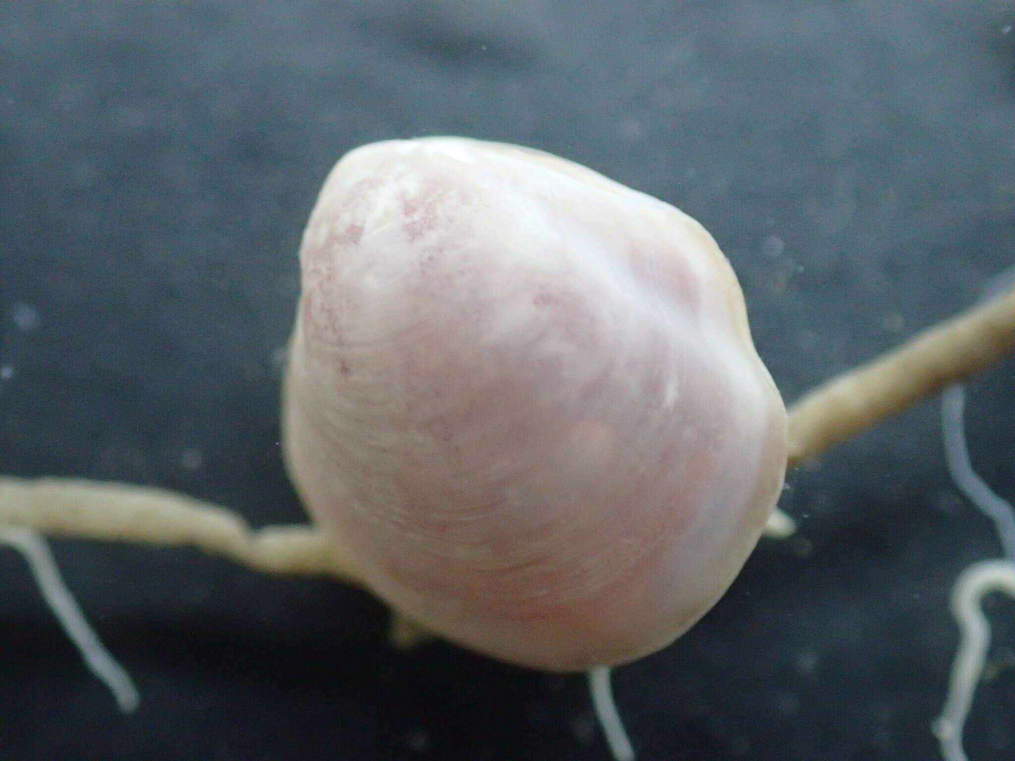 Image of flexuose cleftclam