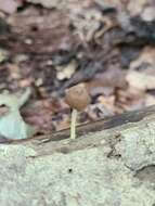 Image of Pluteus heteromarginatus Justo 2011