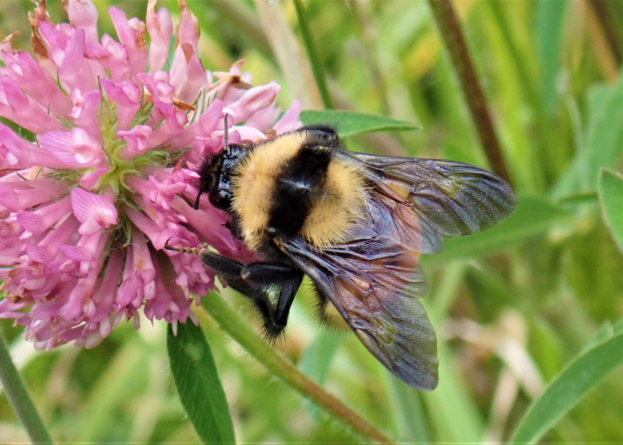 صورة Bombus robustus Smith 1854