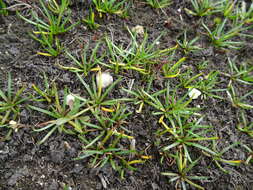 Image of American shoreweed