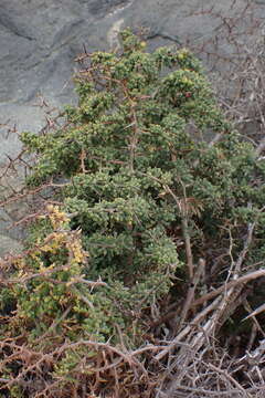 Image of Asparagus capensis var. litoralis Suess. & Karling