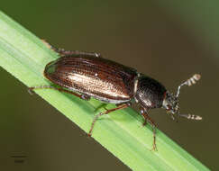 Image of Platyceroides aeneus (Van Dyke 1928)