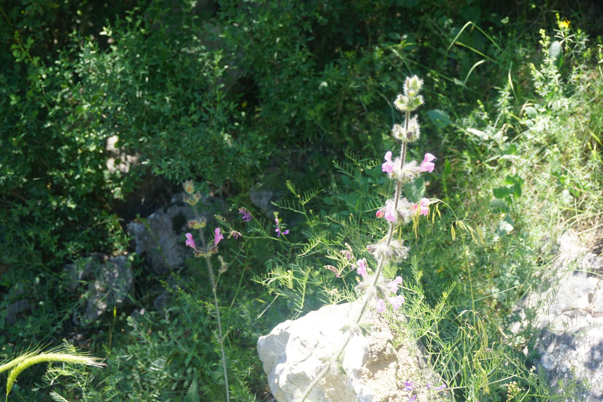 Imagem de Salvia recognita Fisch. & C. A. Mey.