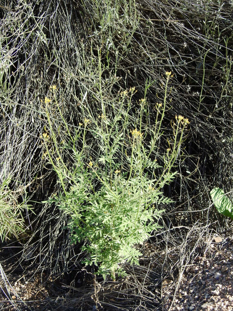 Image of Descurainia erodiifolia (Phil.) Prantl ex Reiche