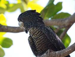 Image of Calyptorhynchus banksii banksii (Latham 1790)