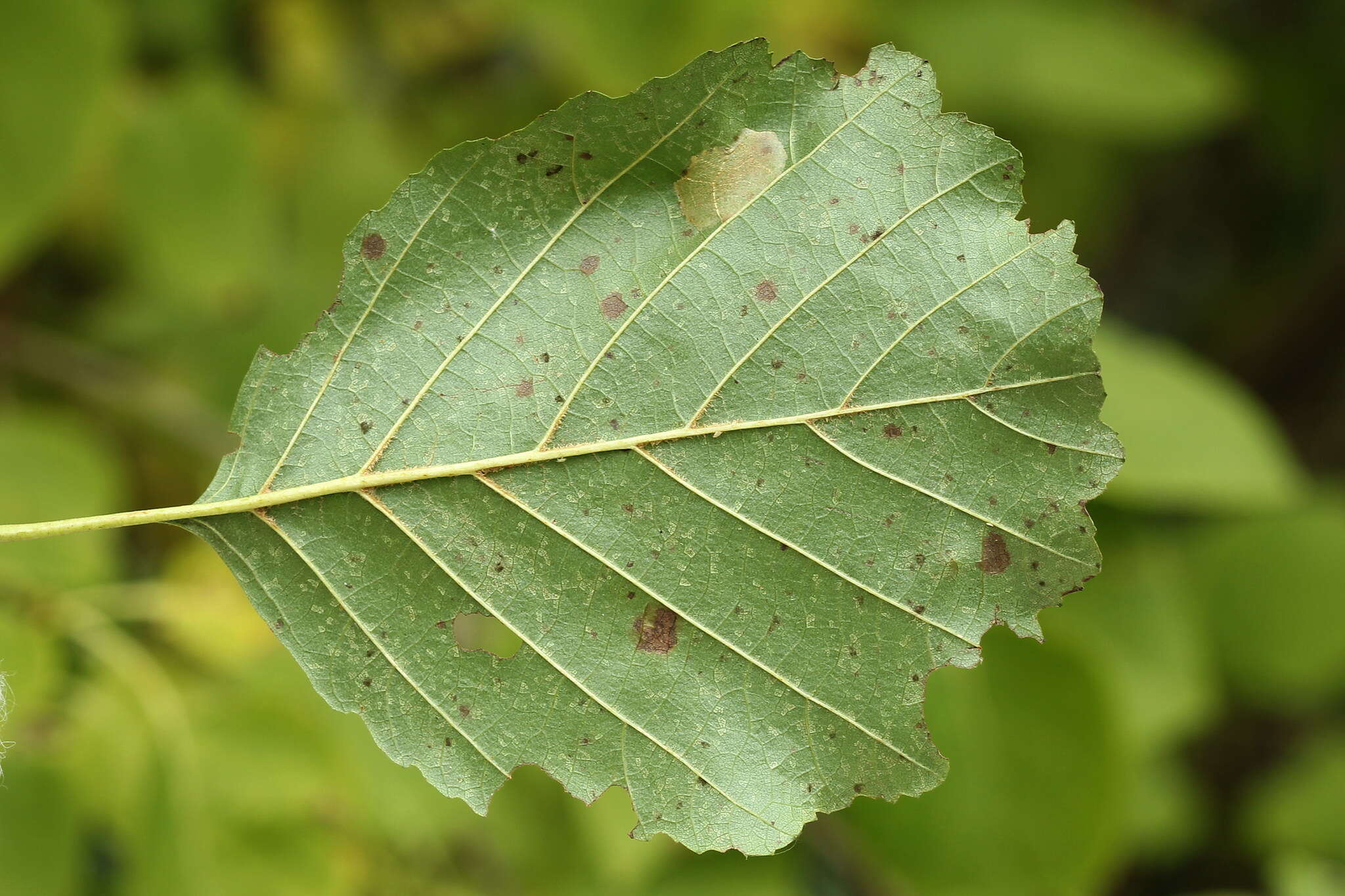 Plancia ëd Phyllonorycter klemannella (Fabricius 1781)