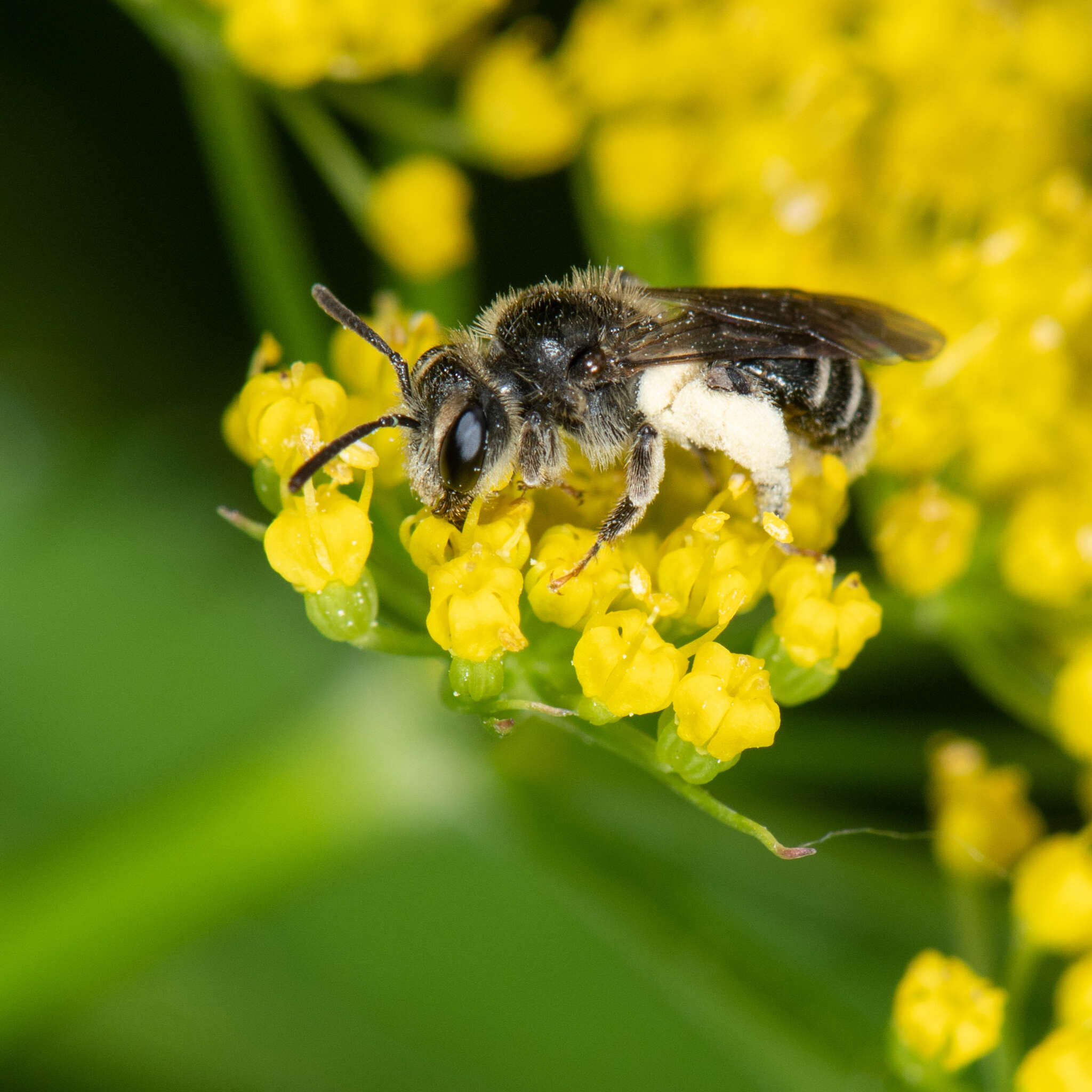 Image of Golden-Alexanders Andrena