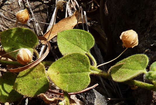 Image of Nanorrhinum elegans (G. Forst.) Ghebr.