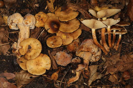 Pholiota angustipes (Peck) Sacc. 1887 resmi