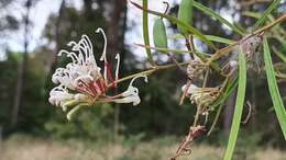 Imagem de Grevillea linearifolia (Cav.) Druce