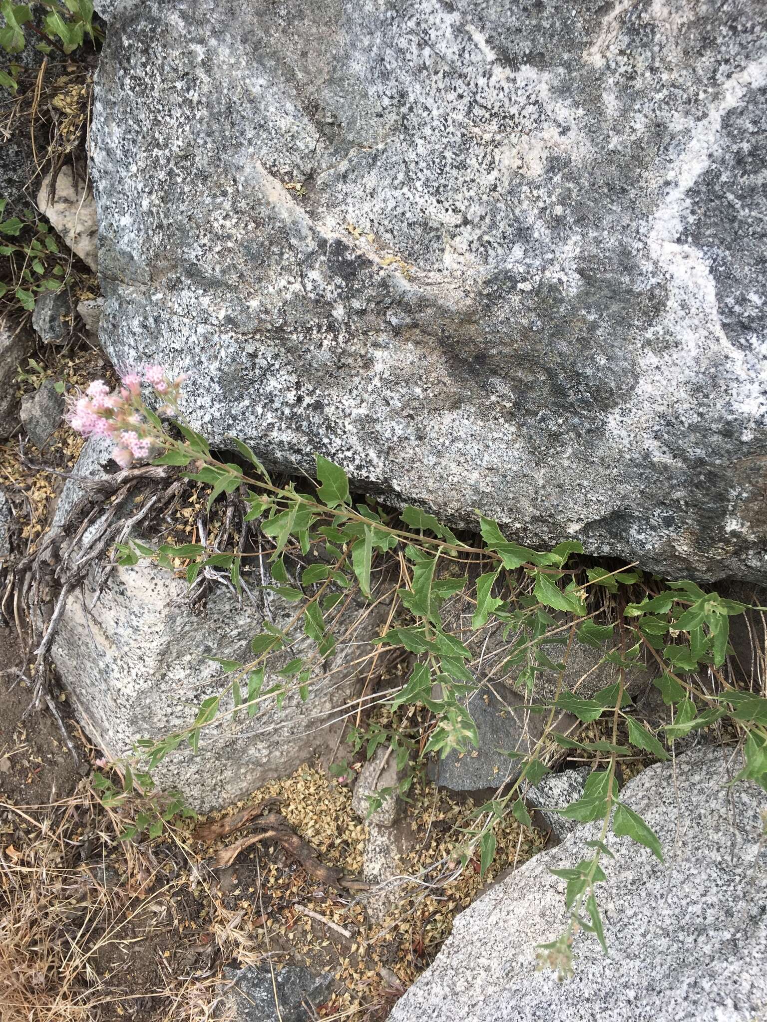 Image of western snakeroot