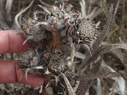 Image de Silphium albiflorum A. Gray