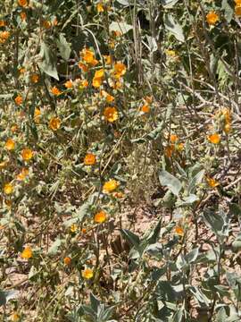 Image of Coulter's globemallow