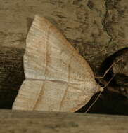 Image of Petrophora subaequaria Walker 1860