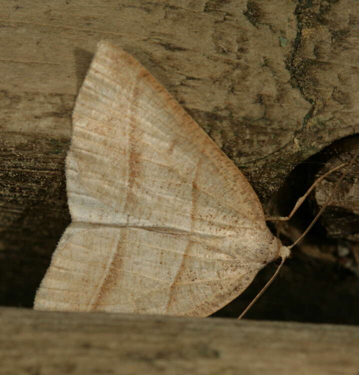 Sivun Petrophora subaequaria Walker 1860 kuva