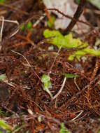 Image of Corybas vitreus Lehnebach